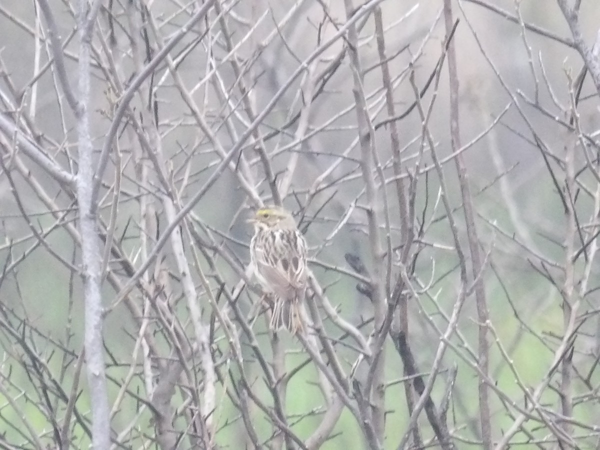 Savannah Sparrow - ML617568999