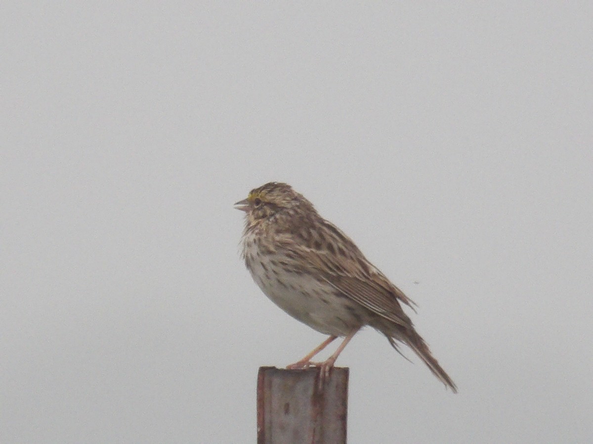 Savannah Sparrow - ML617569004