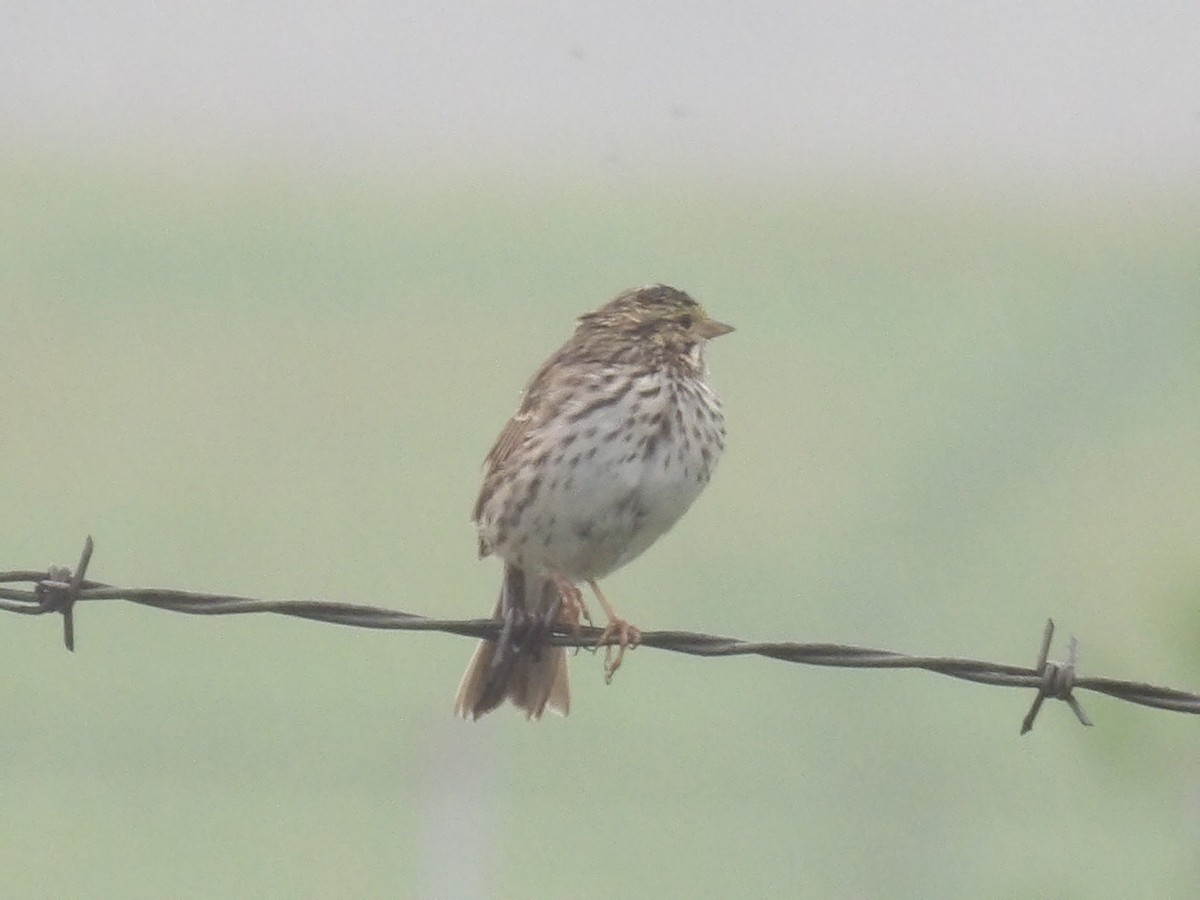 Savannah Sparrow - ML617569007