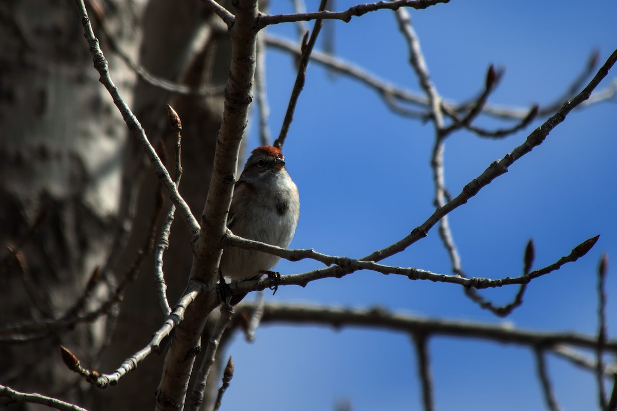 American Tree Sparrow - ML617569023