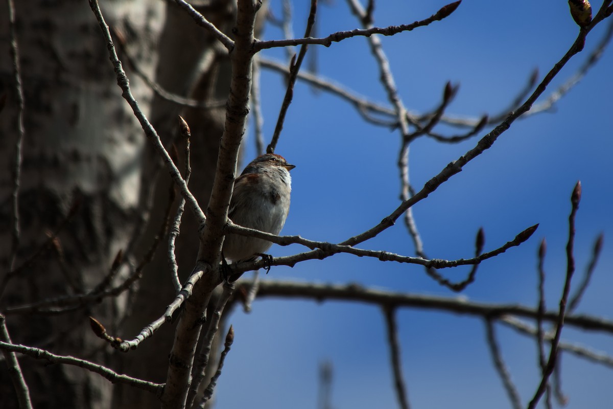 American Tree Sparrow - ML617569024