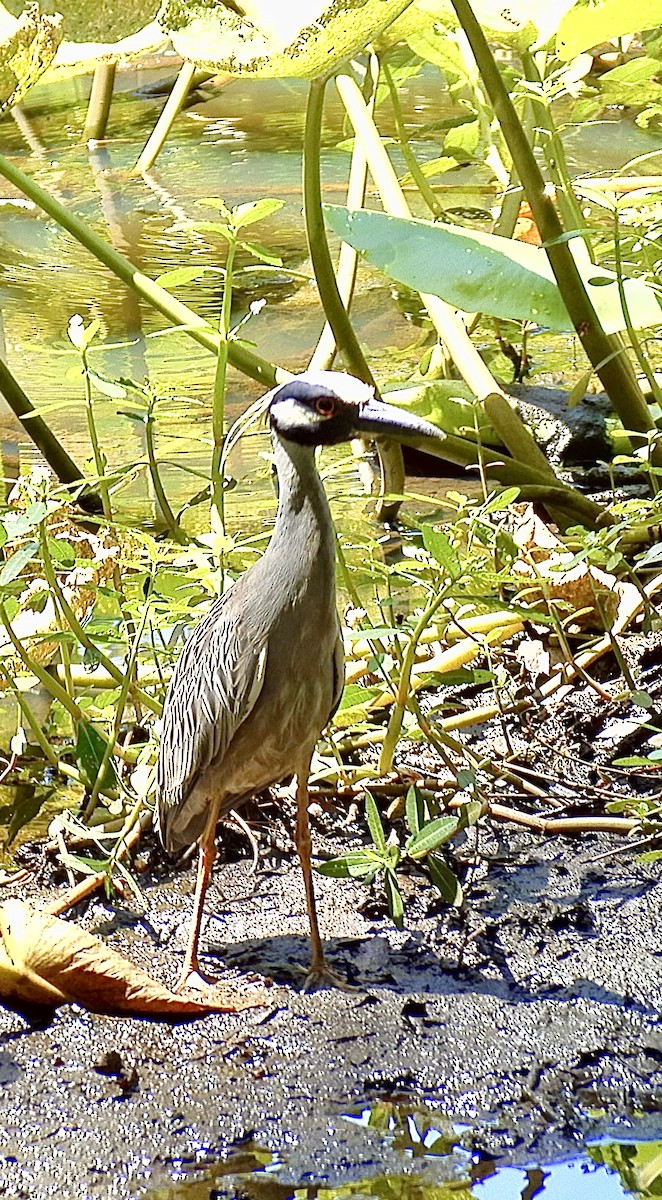 Yellow-crowned Night Heron - ML617569074