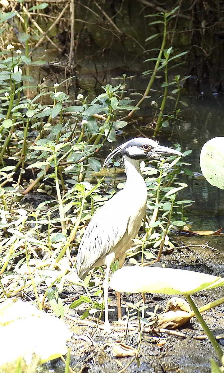 Yellow-crowned Night Heron - ML617569075