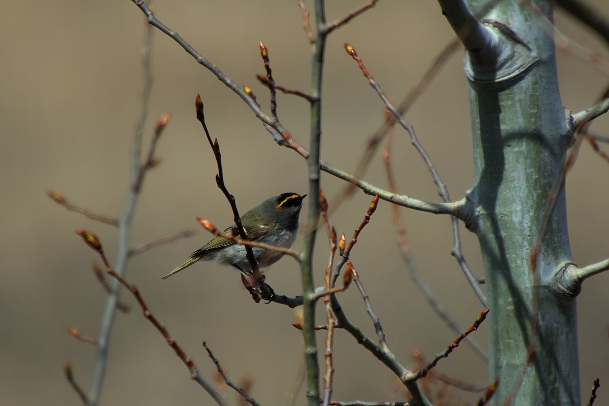 Golden-crowned Kinglet - ML617569076