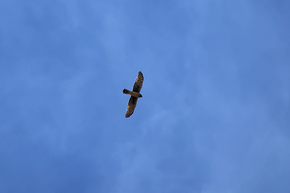 Northern Harrier - ML617569085