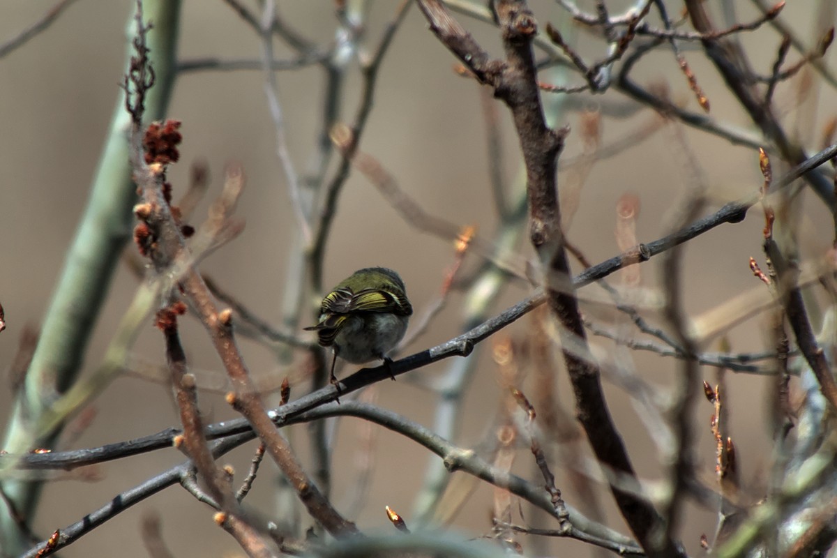 Golden-crowned Kinglet - ML617569094