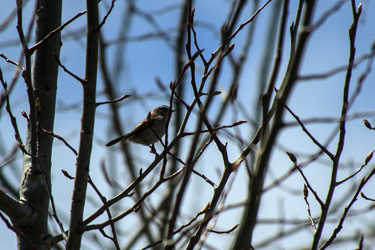 Golden-crowned Kinglet - ML617569106