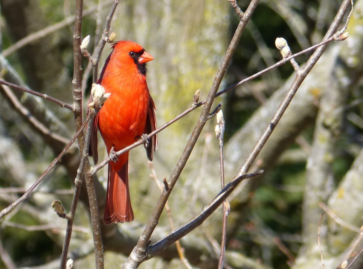 Cardinal rouge - ML617569119