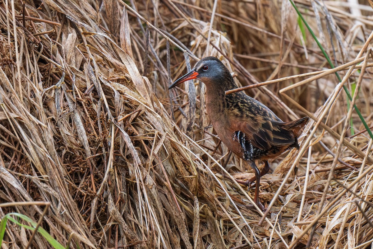 Virginia Rail - Ian Campbell