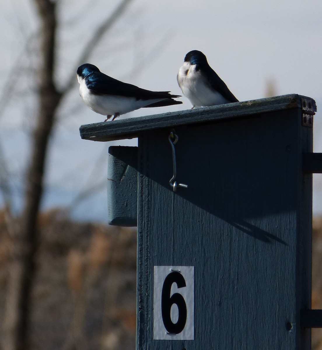 Tree Swallow - Rénald St-Onge