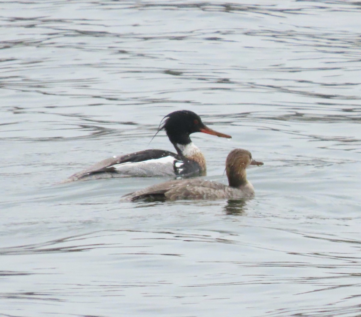 Red-breasted Merganser - ML617569156