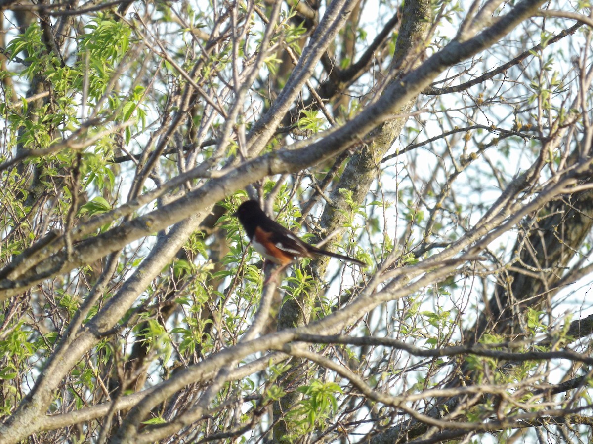 Eastern Towhee - ML617569164