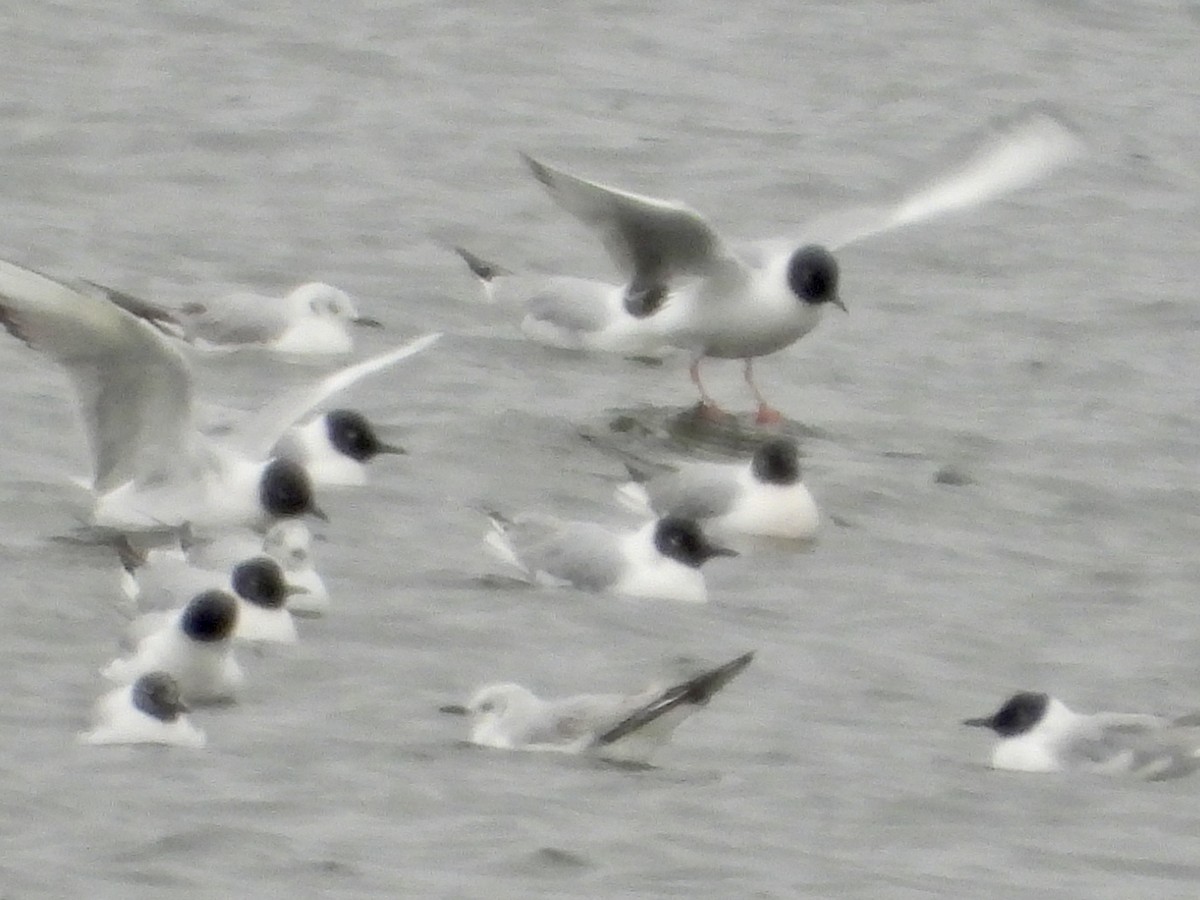 Bonaparte's Gull - ML617569184