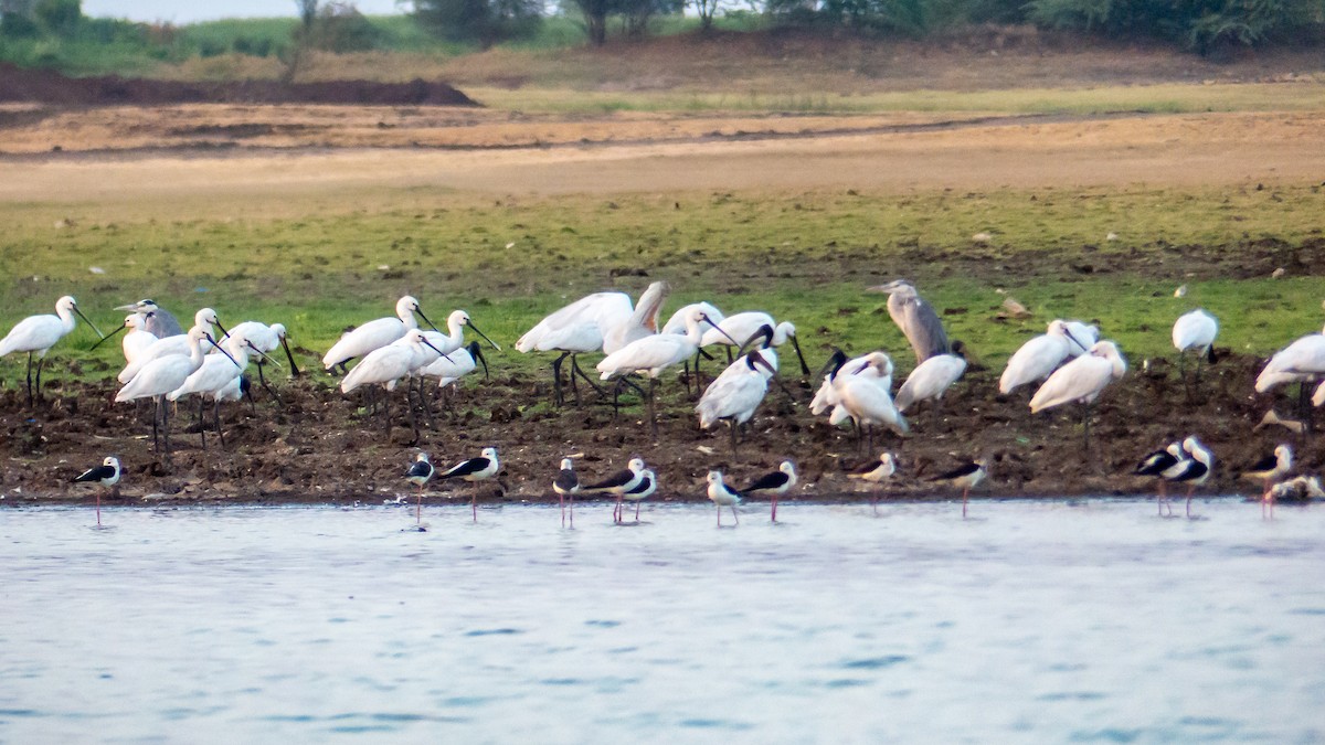 Eurasian Spoonbill - ML617569217