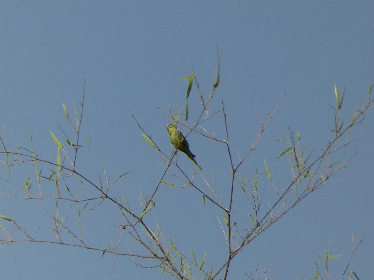 Blossom-headed Parakeet - Mike Tuer