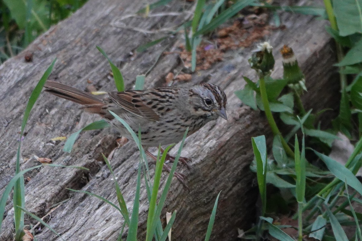 Lincoln's Sparrow - Emily Brosnan