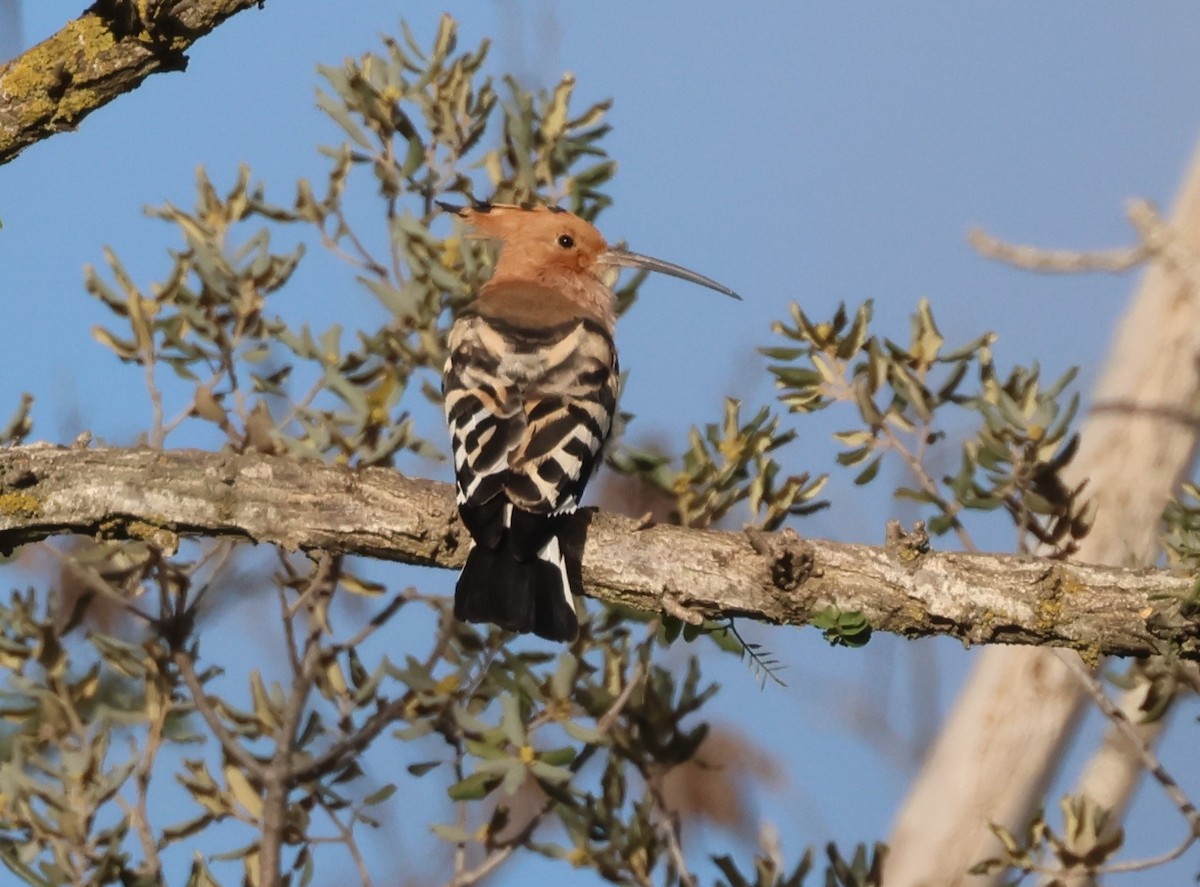 Eurasian Hoopoe - ML617569284