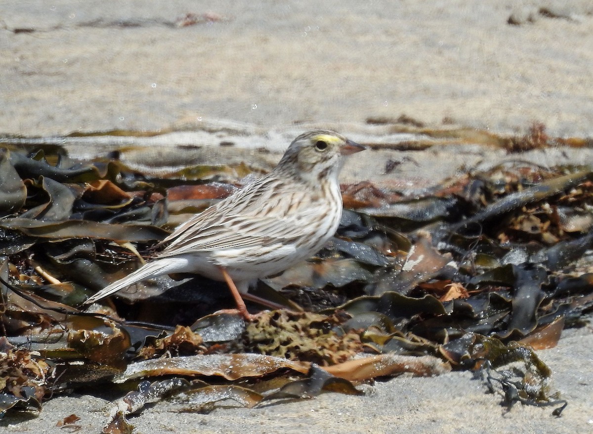 Savannah Sparrow (Ipswich) - ML617569294