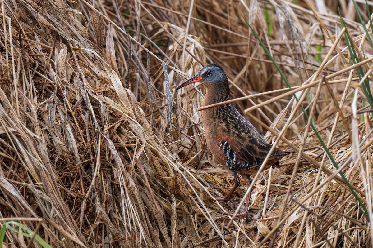 Virginia Rail - ML617569302