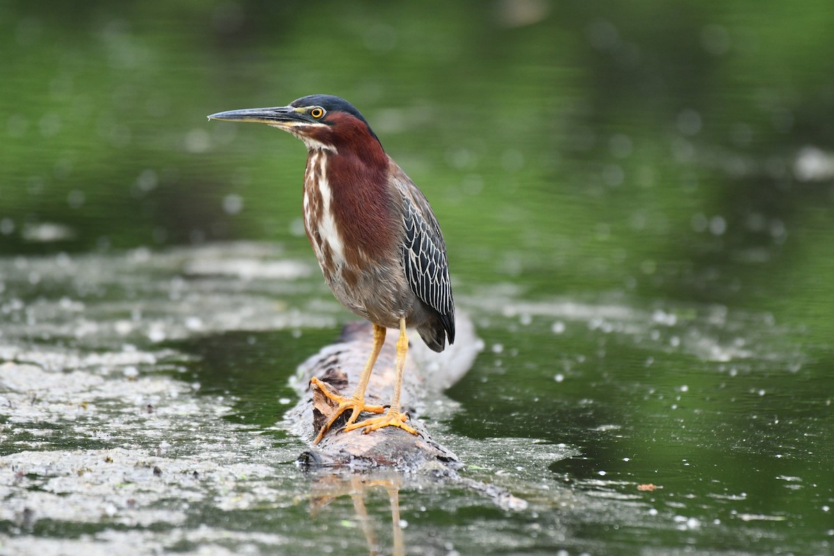 Green Heron - Brandy Falise