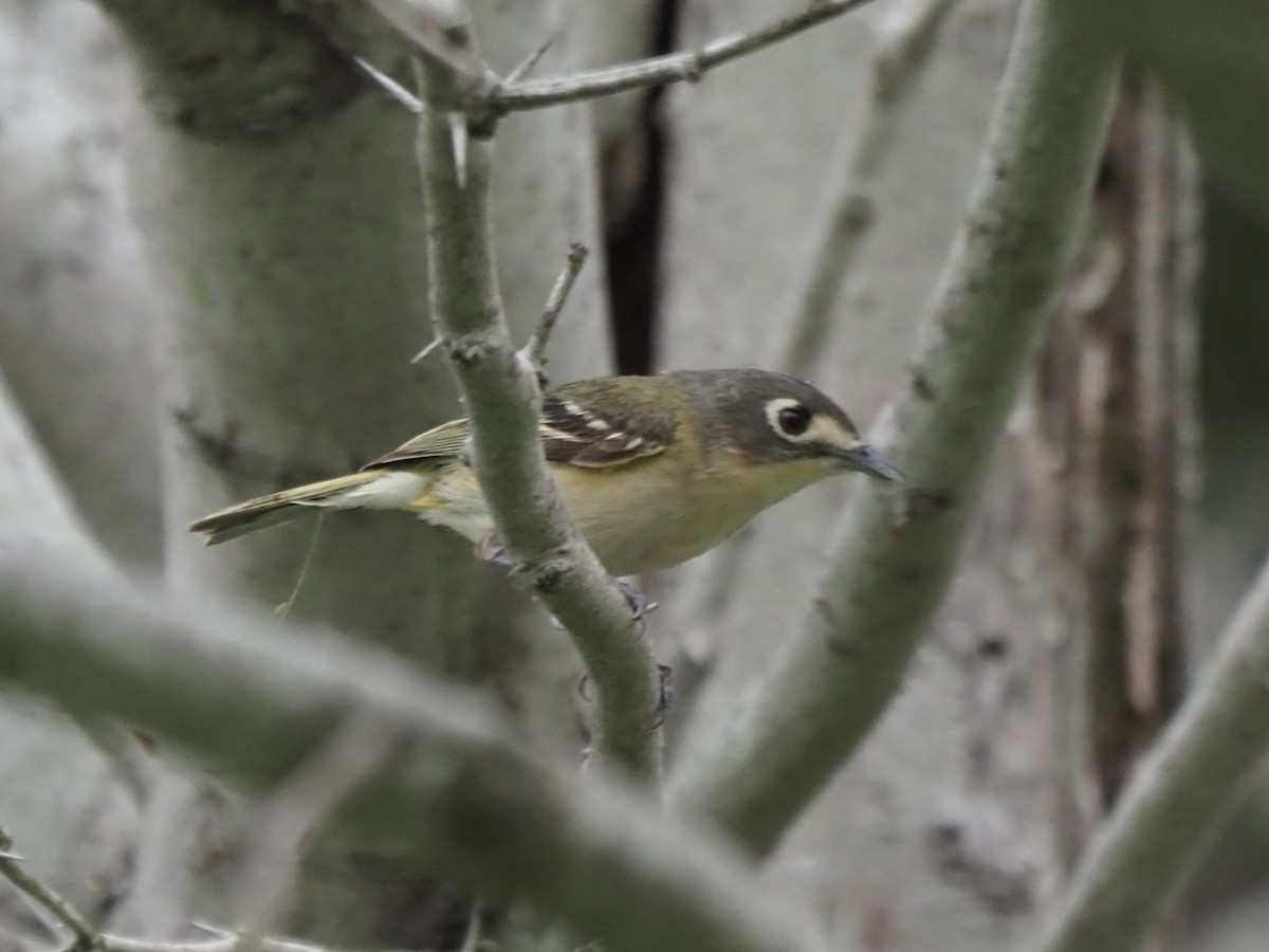 Black-capped Vireo - ML617569345