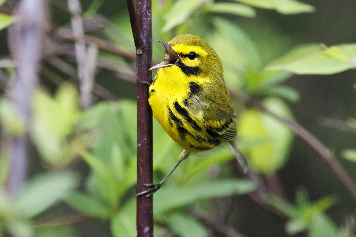 Prairie Warbler - ML617569405