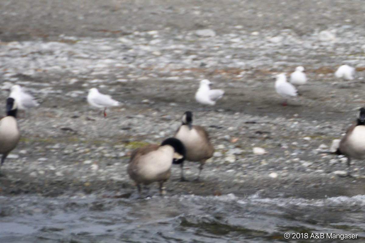 Canada Goose - ML617569430