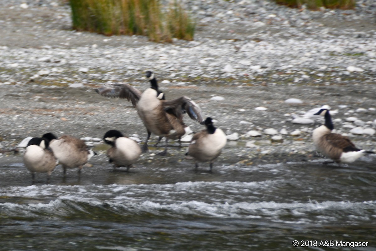 Canada Goose - ML617569431