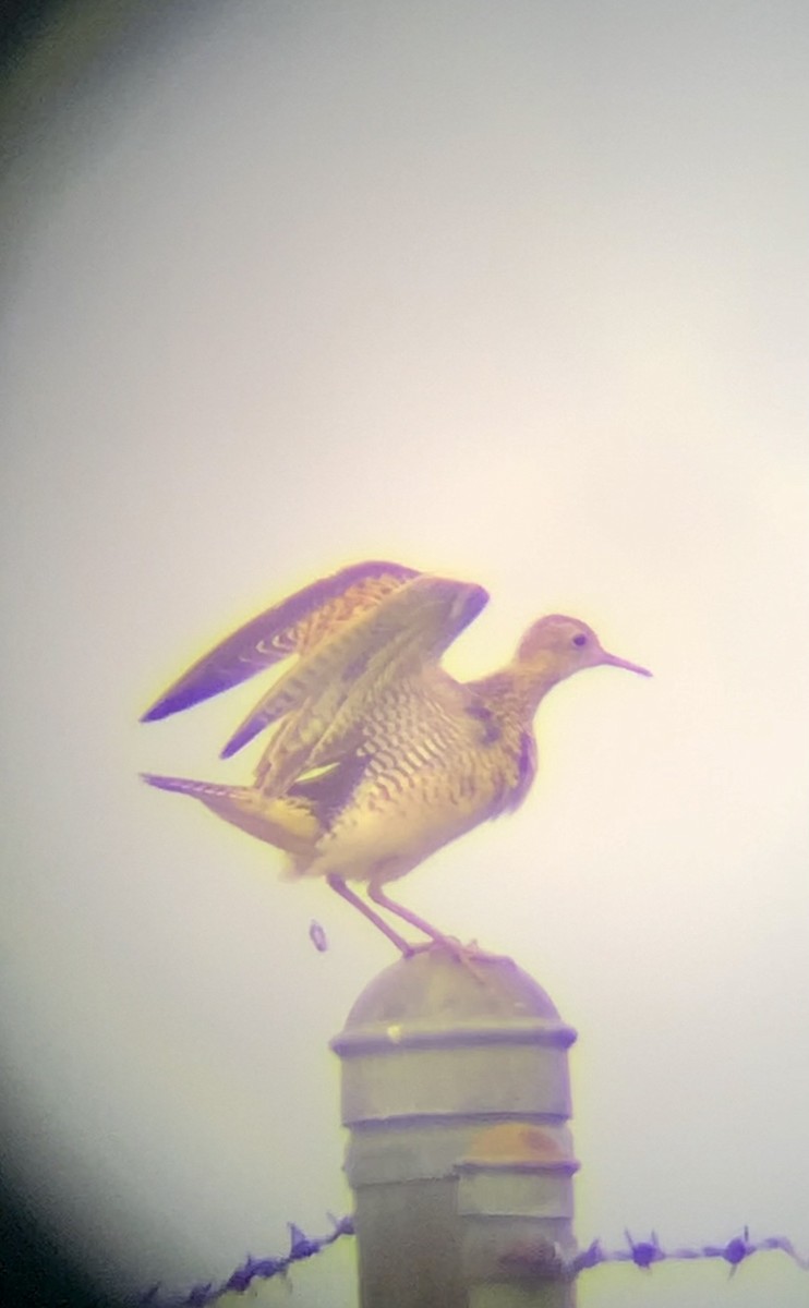 Upland Sandpiper - ML617569445