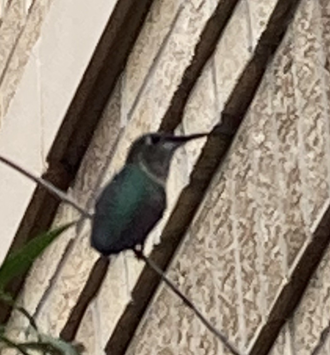 Broad-tailed Hummingbird - ML617569448