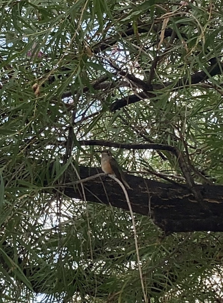 Broad-tailed Hummingbird - ML617569449