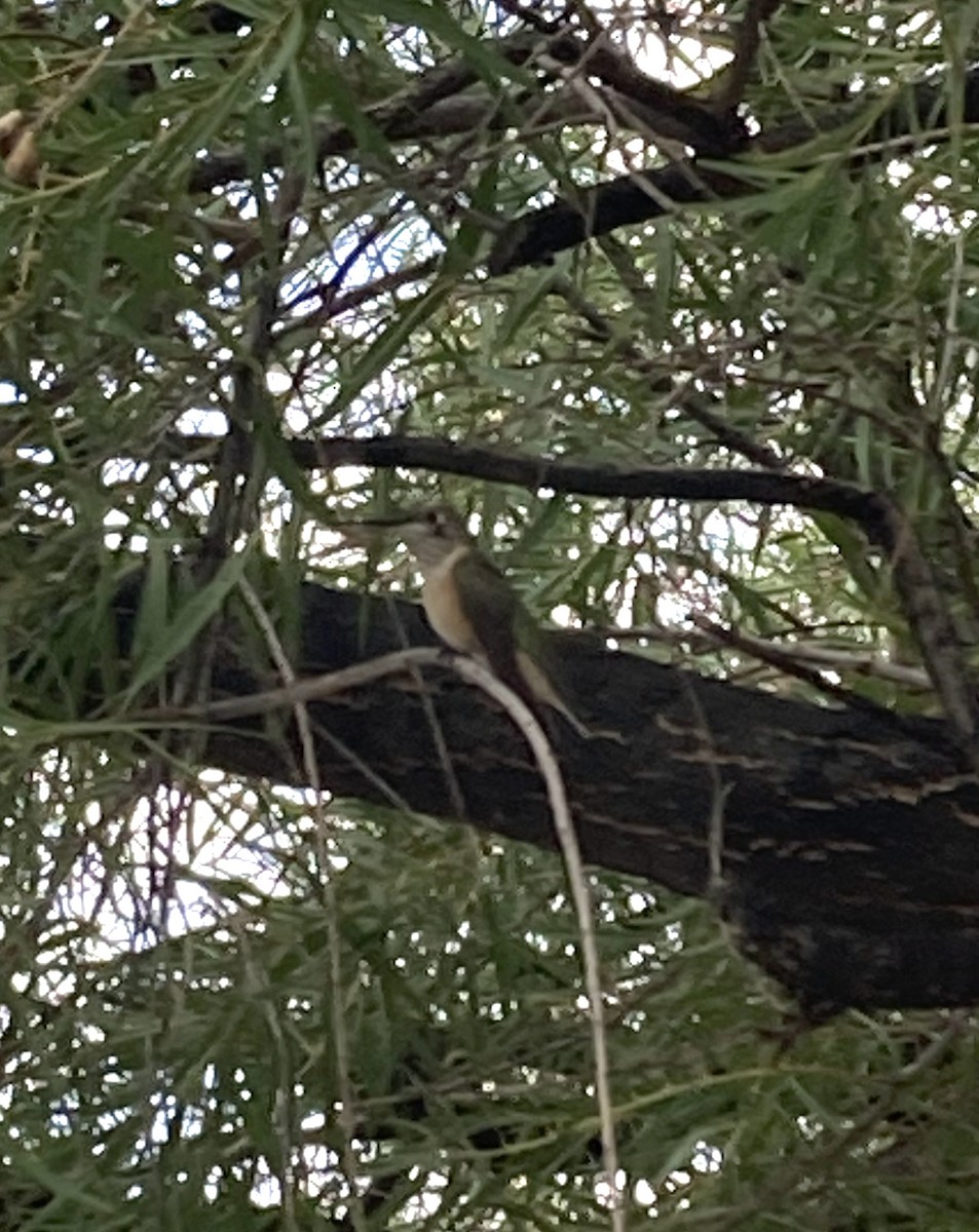 Broad-tailed Hummingbird - ML617569451