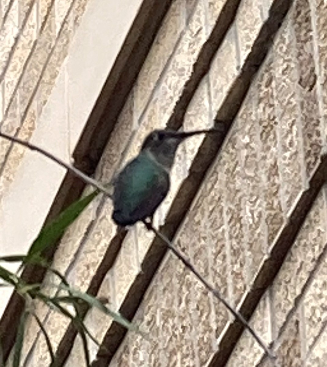Broad-tailed Hummingbird - ML617569452