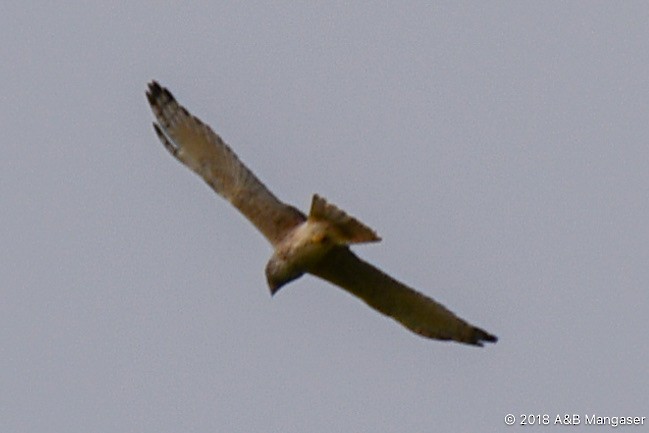 Swamp Harrier - ML617569492