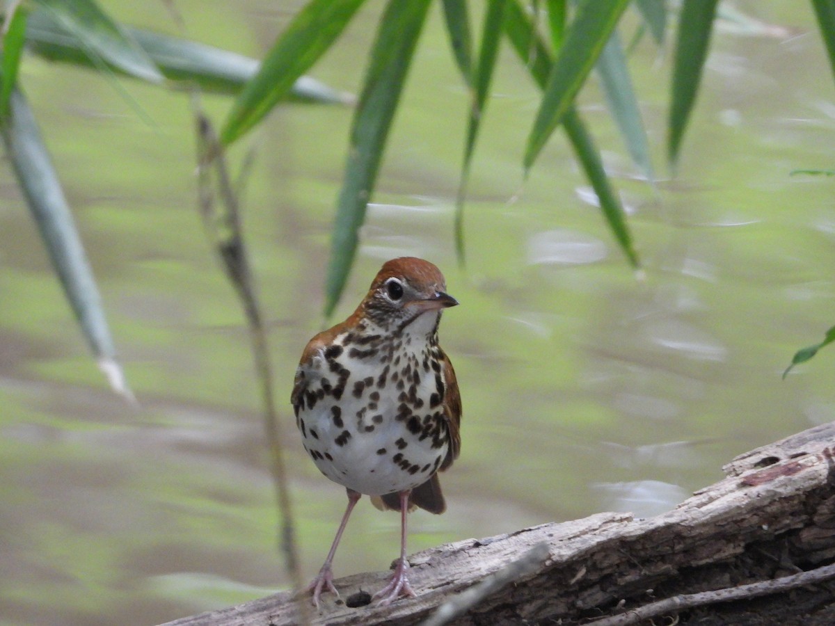 Wood Thrush - ML617569494