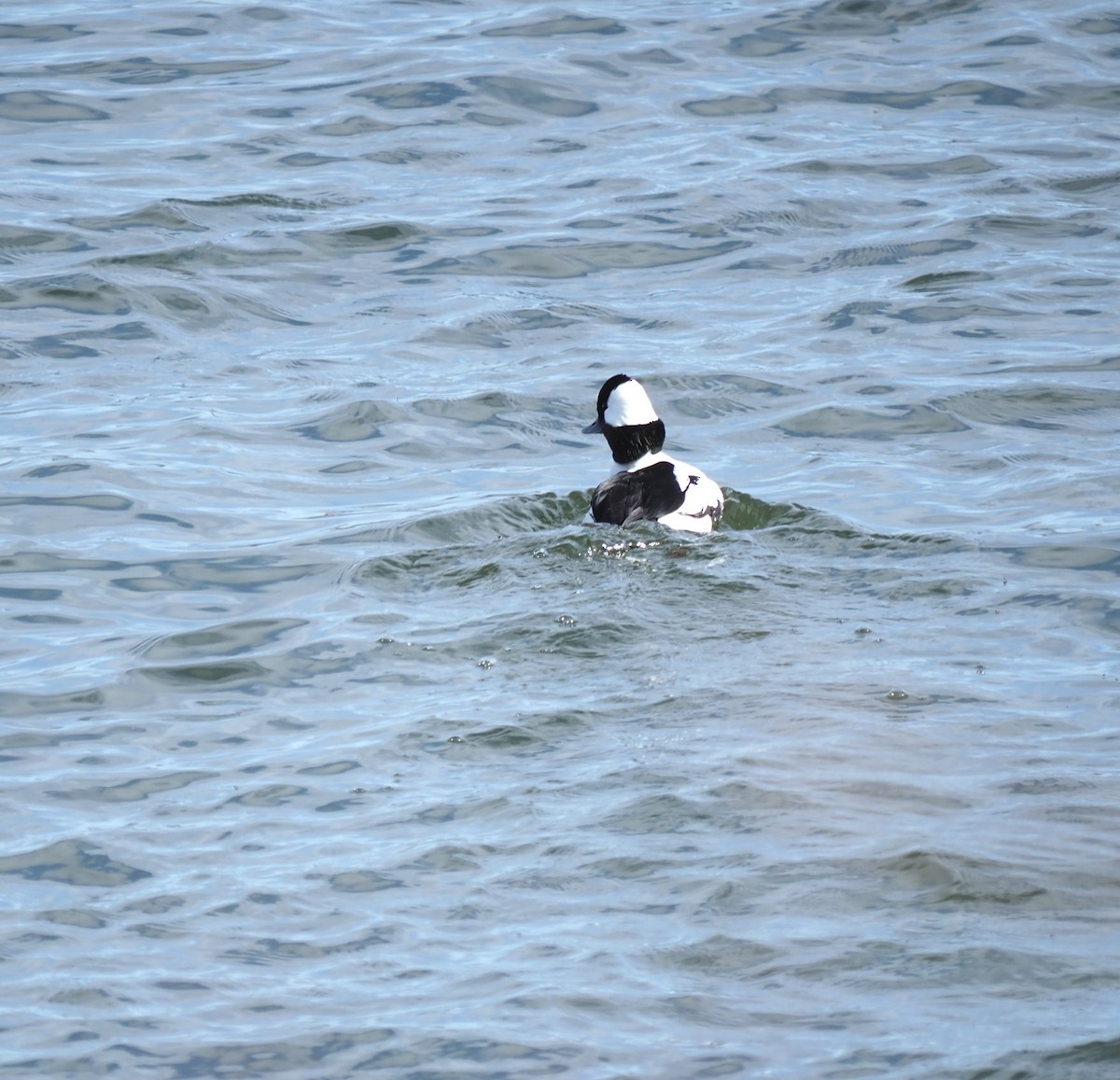 Bufflehead - ML617569515