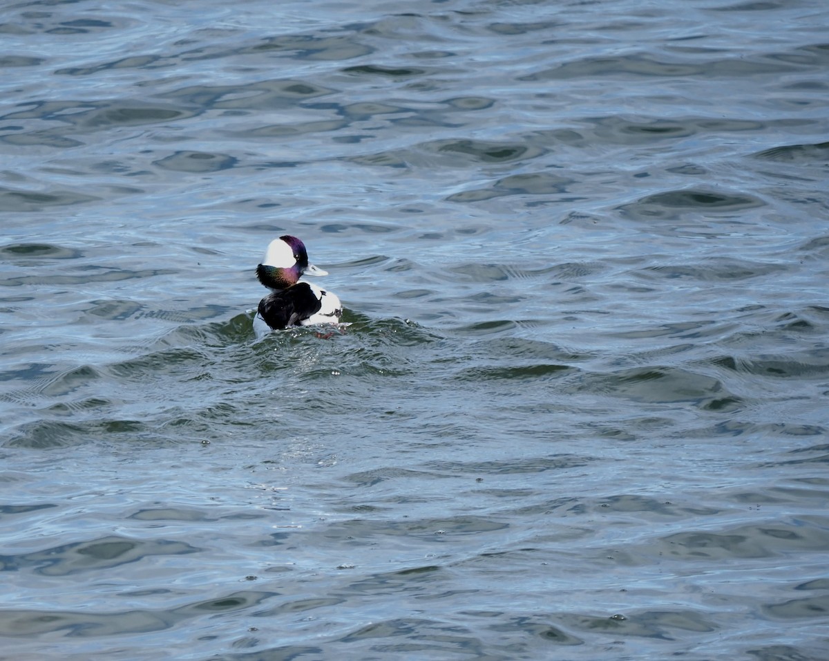 Bufflehead - ML617569516