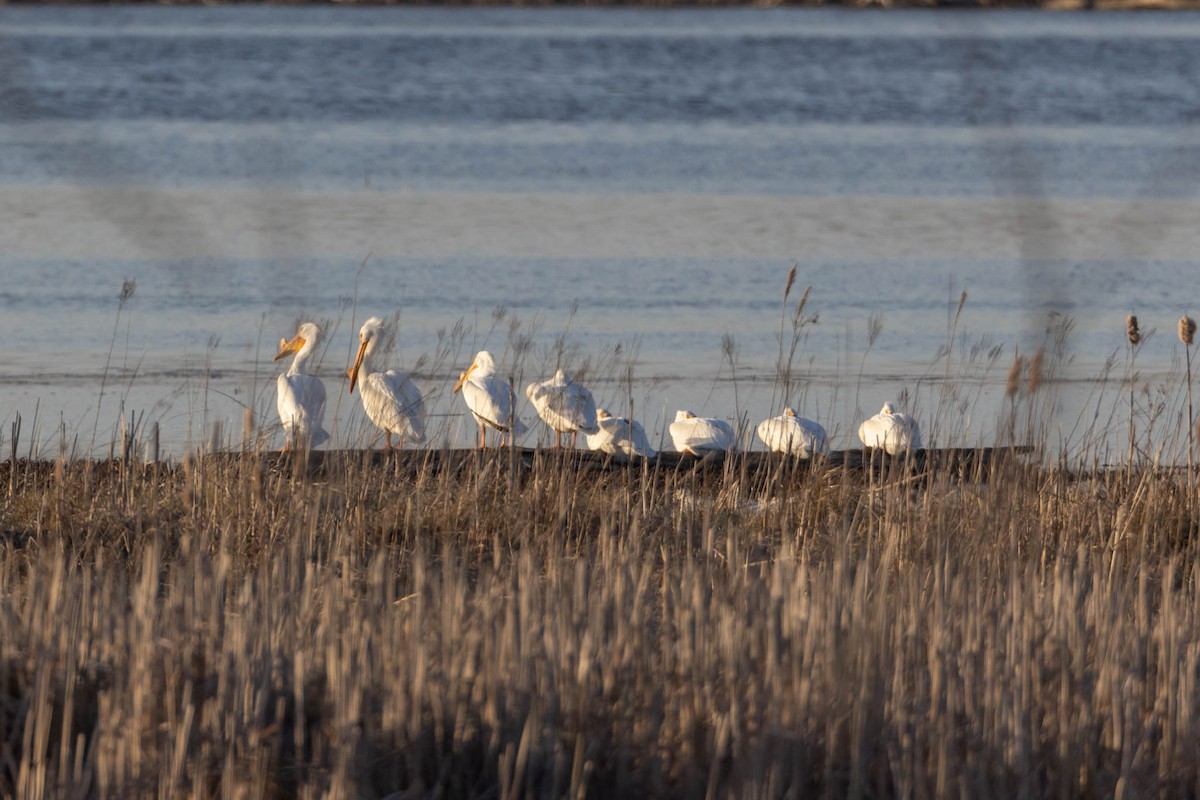 American White Pelican - ML617569532