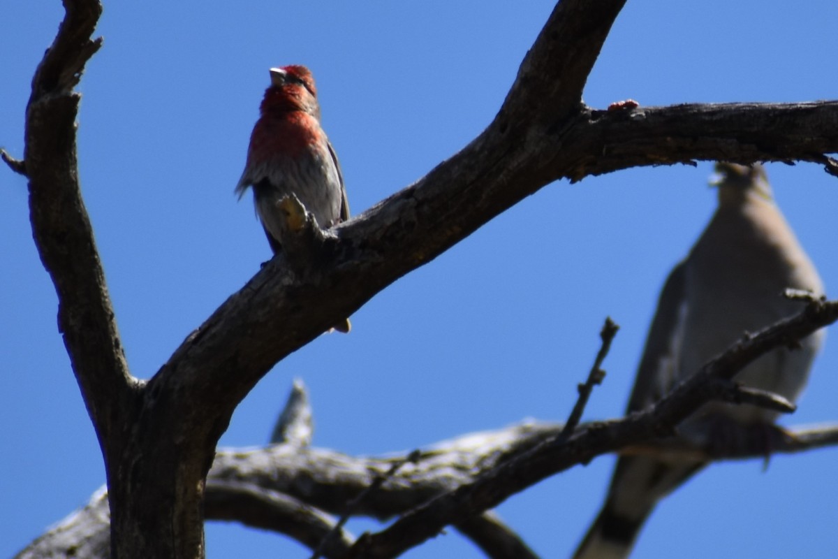 House Finch - ML617569544