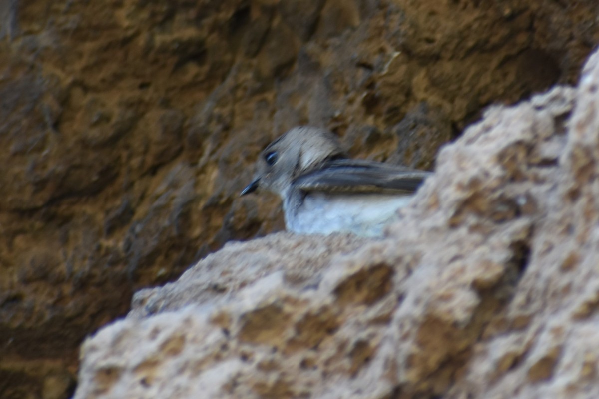 Northern Rough-winged Swallow - ML617569555