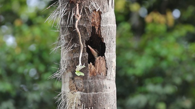 Long-billed Woodcreeper - ML617569561