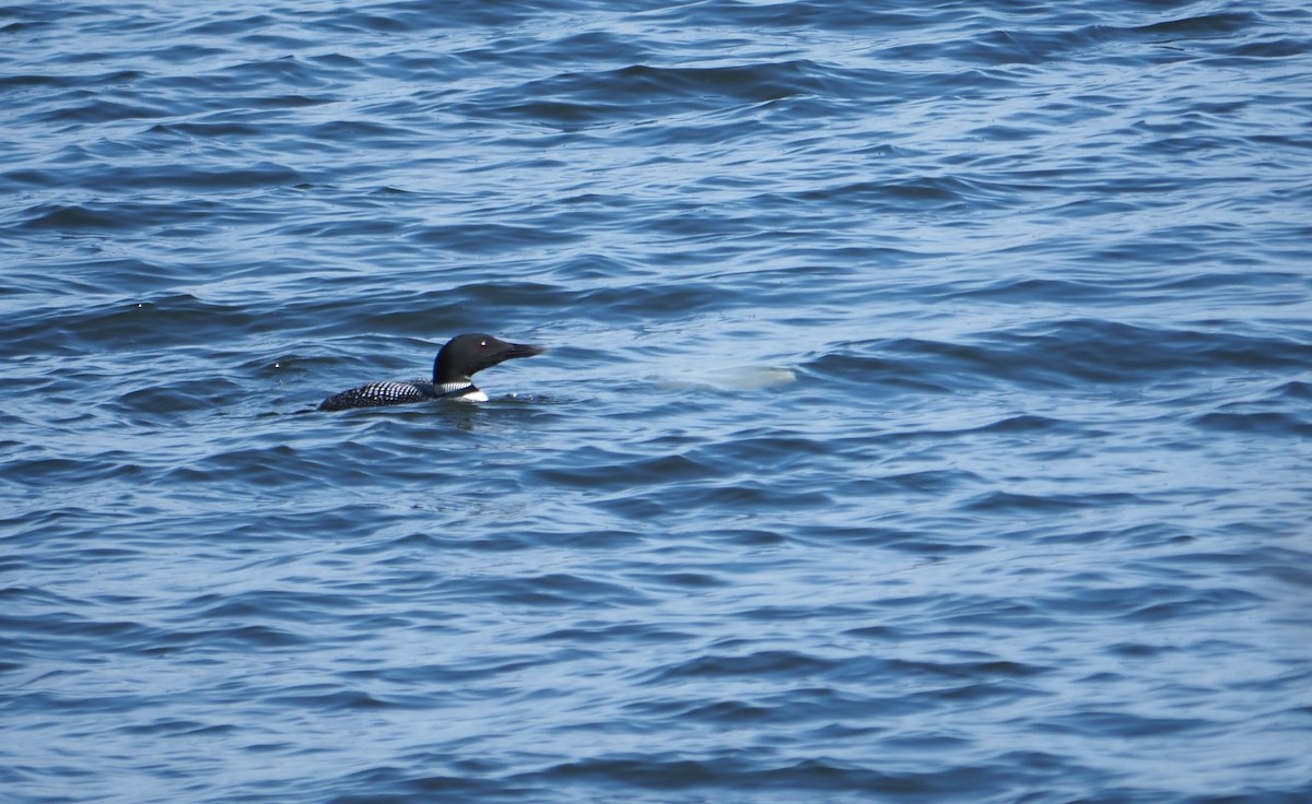 Common Loon - ML617569581