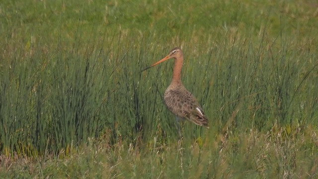 Black-tailed Godwit - ML617569585