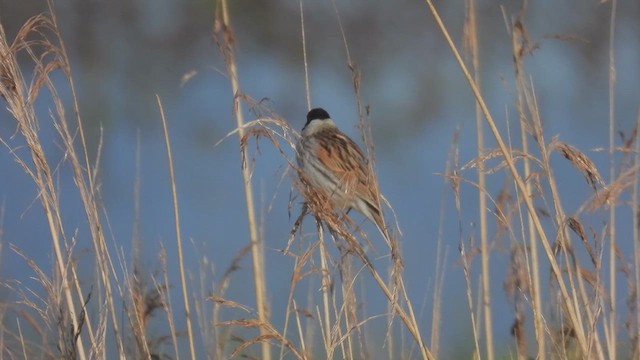 Reed Bunting - ML617569614