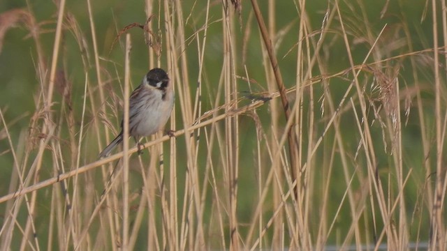 Reed Bunting - ML617569648