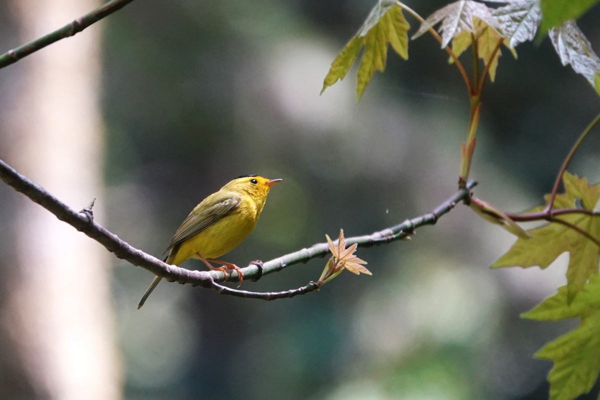 Wilson's Warbler - ML617569652