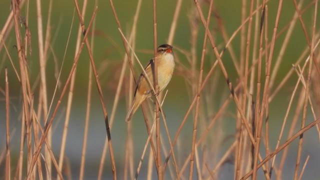 Sedge Warbler - ML617569675