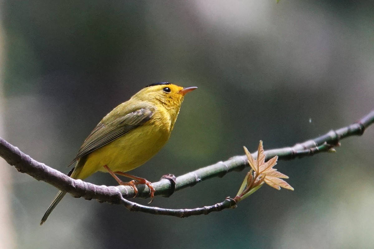 Wilson's Warbler - ML617569677