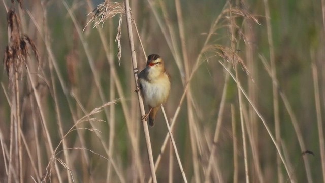 Sedge Warbler - ML617569686