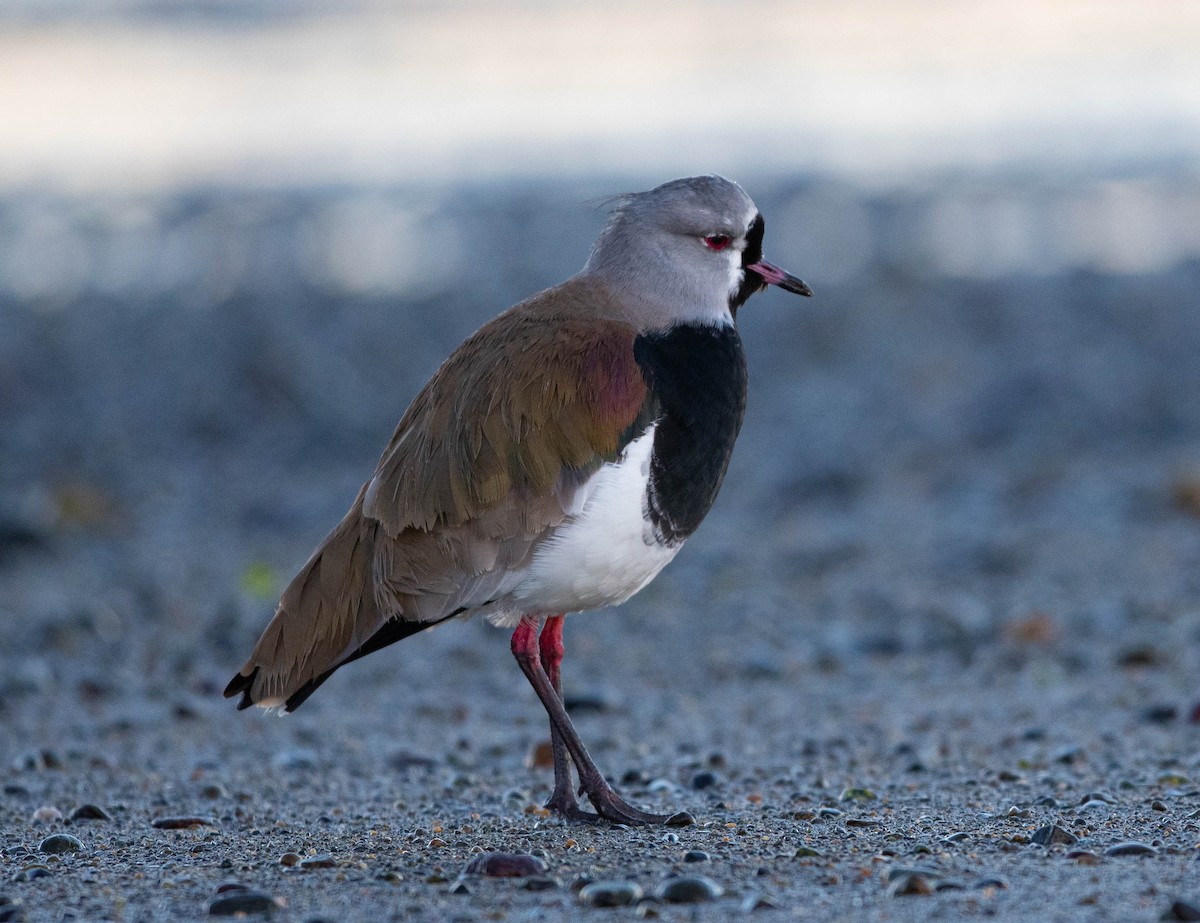 Southern Lapwing - ML617569702